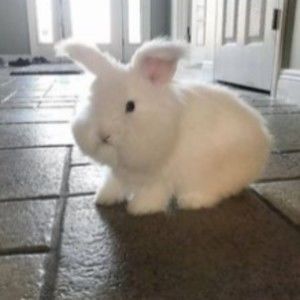 Meet your Posher, Rae